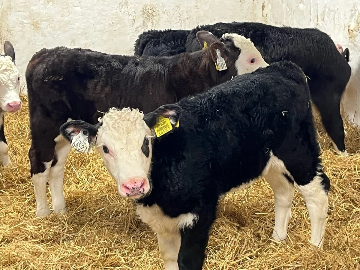 CALVES FOR SALE - Image 1