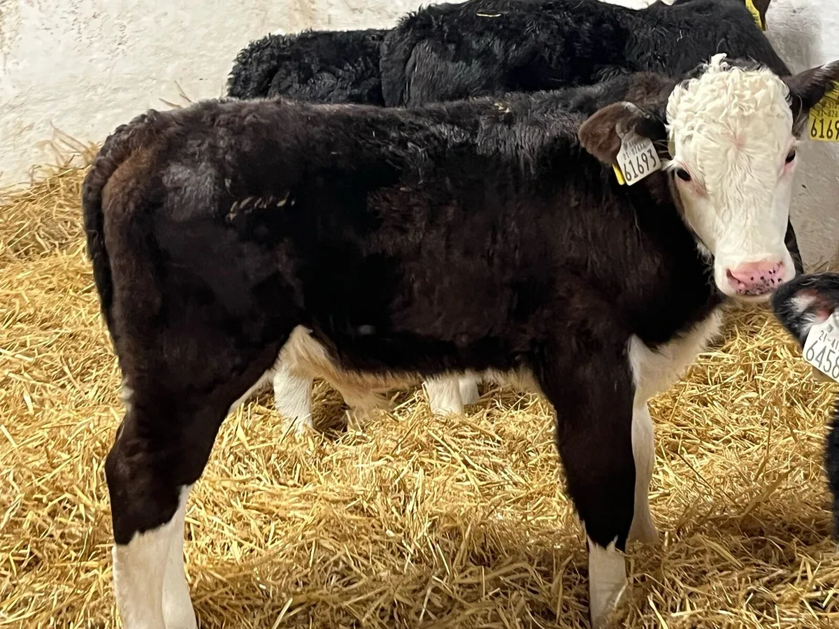 CALVES FOR SALE - Image 2