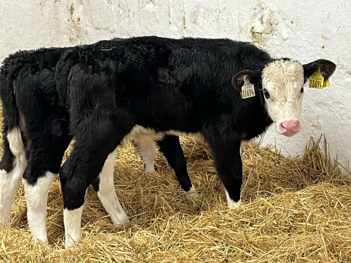 CALVES FOR SALE - Image 3