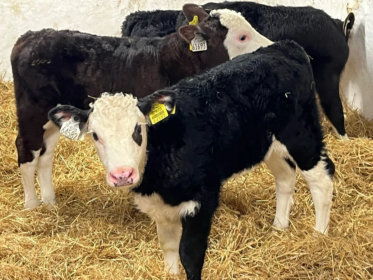 CALVES FOR SALE - Image 4