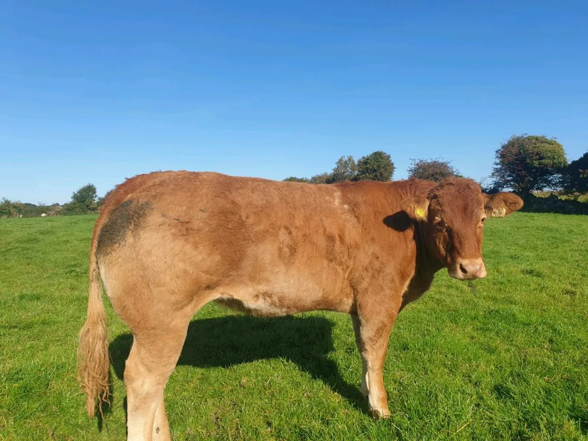 Roan heifer Ballinasloe 8th Nov - Image 1