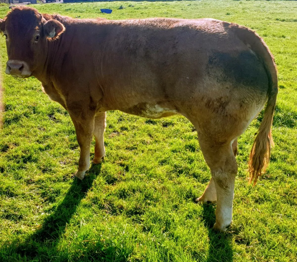 Roan heifer Ballinasloe 8th Nov - Image 2
