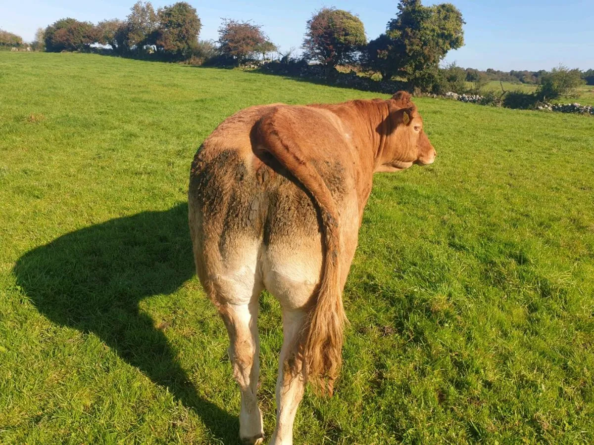 Roan heifer Ballinasloe 8th Nov - Image 3