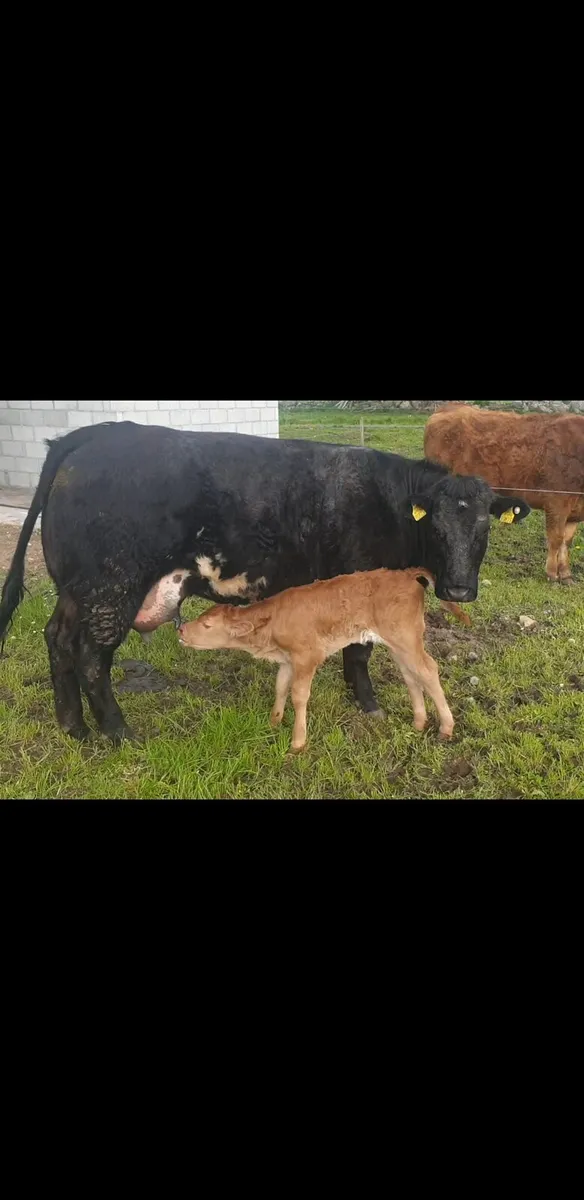 Roan heifer Ballinasloe 8th Nov - Image 4