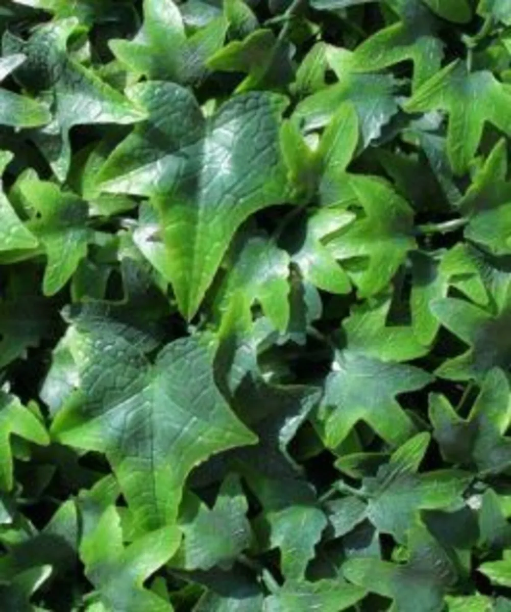 WonderWal English Ivy Wall Panel