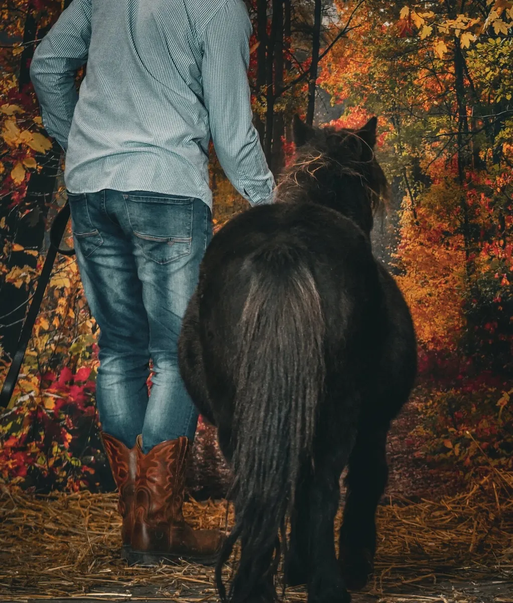 36” Shetland Pony Mare - Image 2