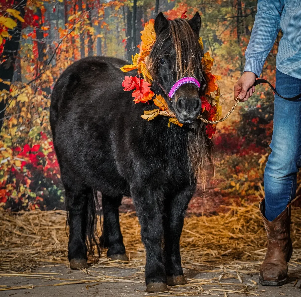 36” Shetland Pony Mare - Image 3