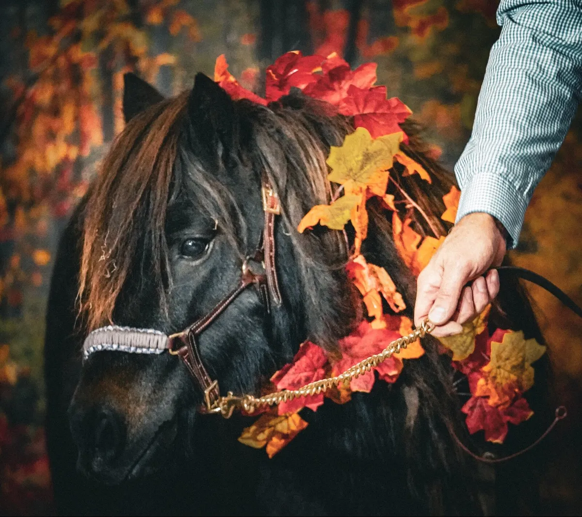 36” Shetland Pony Mare - Image 1