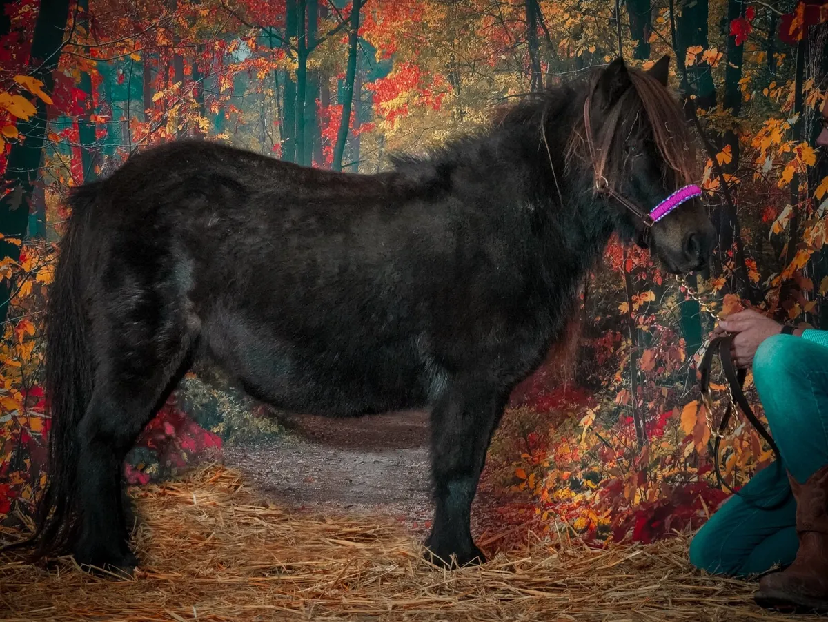 36” Shetland Pony Mare - Image 4