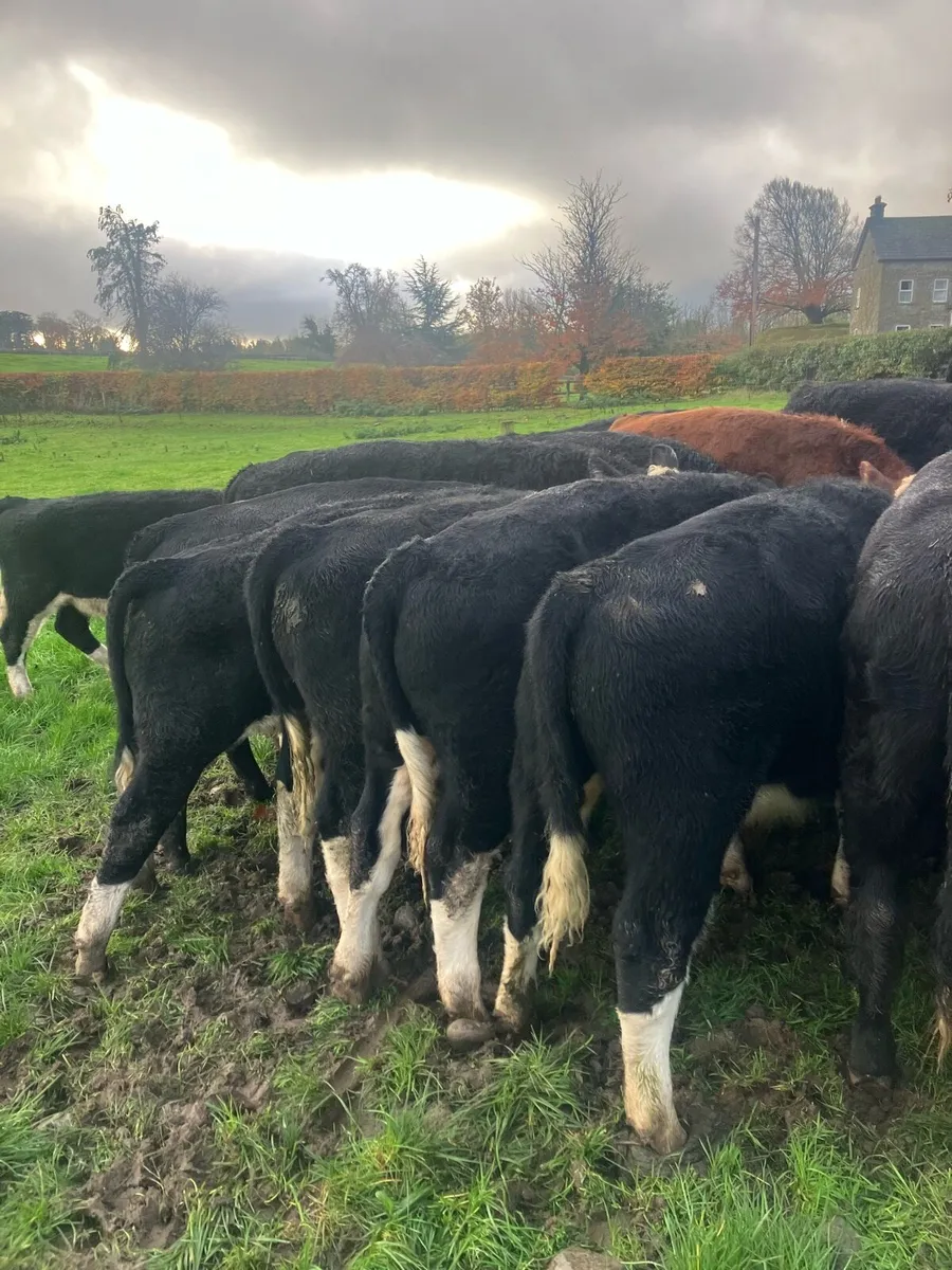 28 AI bred Hereford & Angus bullocks - Image 2