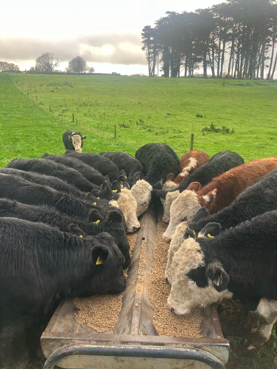 28 AI bred Hereford & Angus bullocks - Image 3