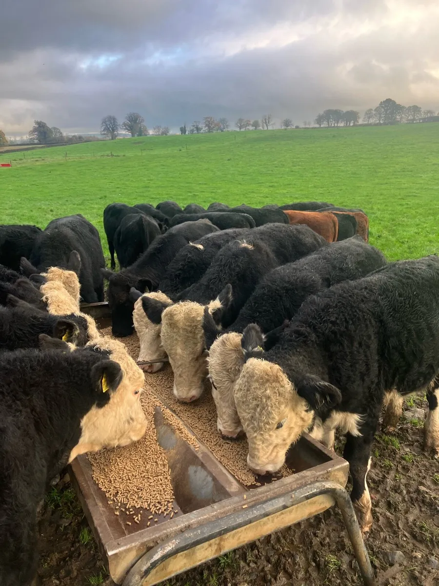 28 AI bred Hereford & Angus bullocks - Image 4