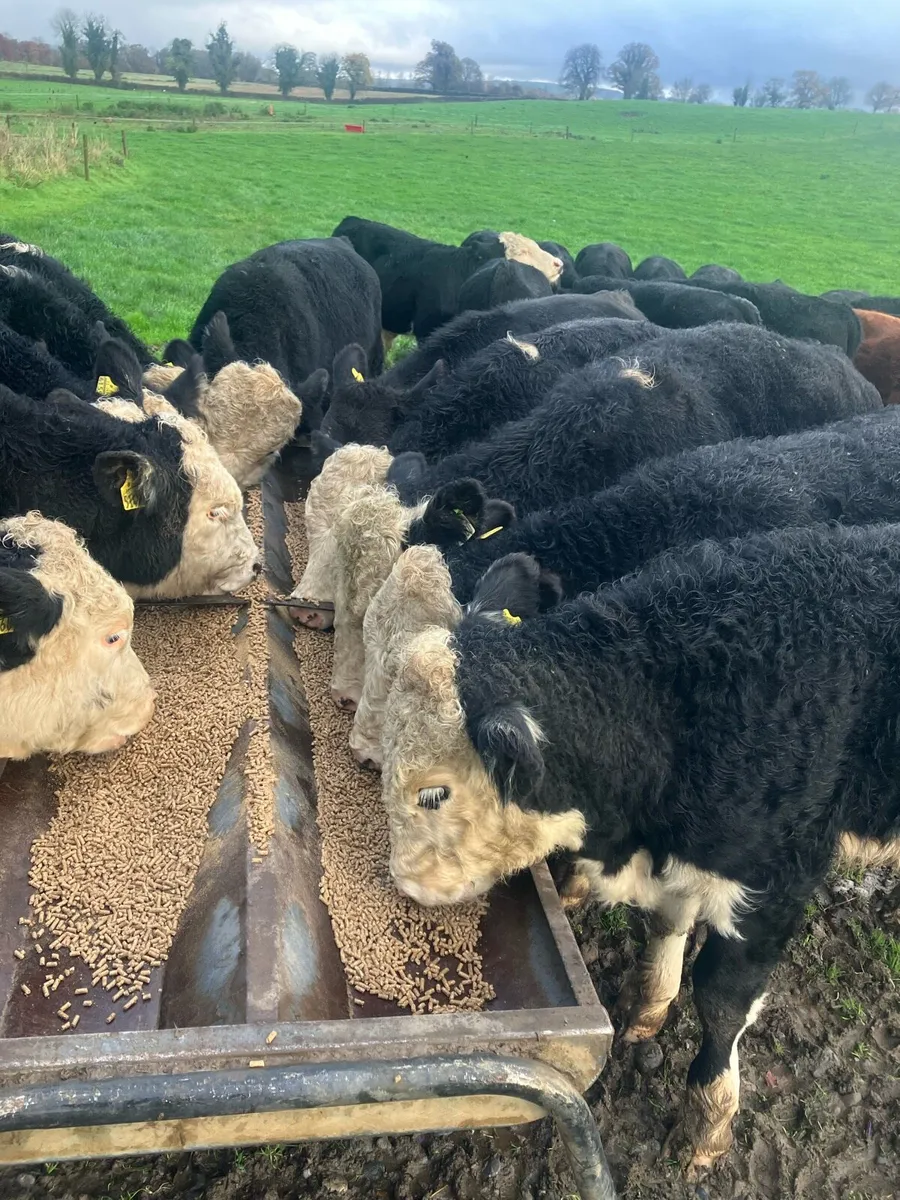 28 AI bred Hereford & Angus bullocks - Image 1