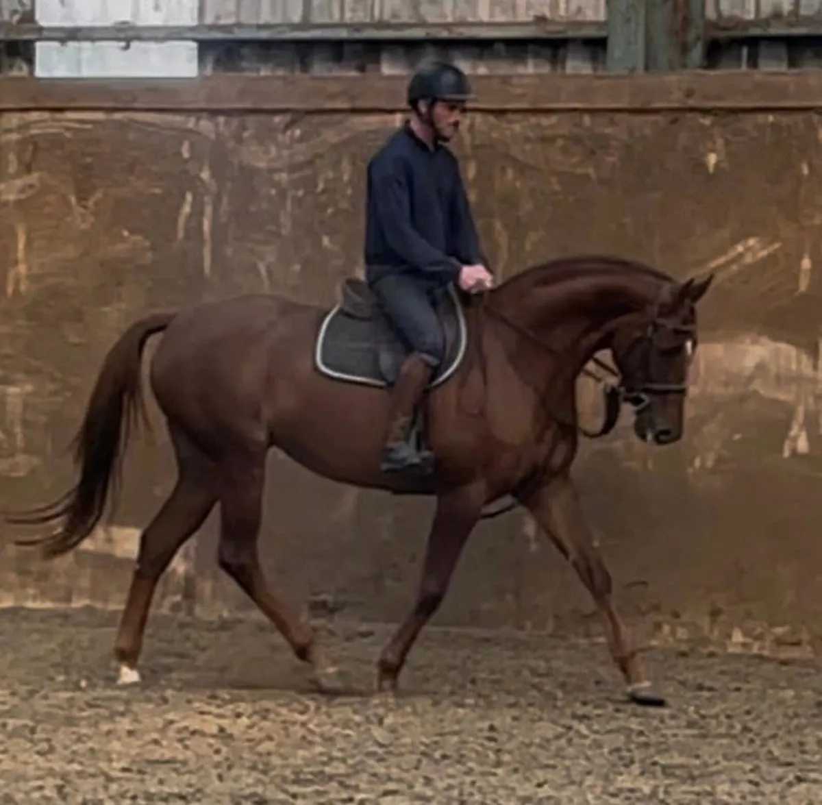 4 yo mare - Image 3