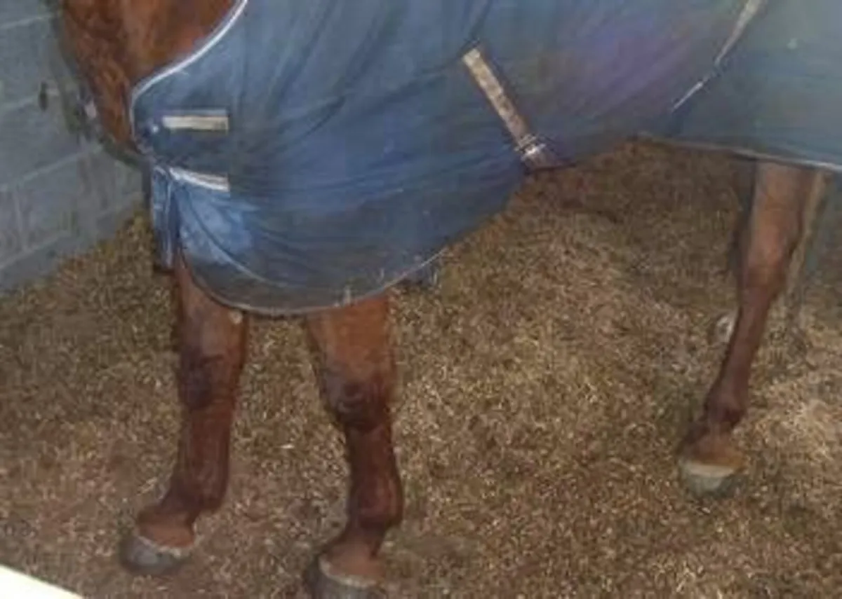 Animal bedding (soft wood) - Image 3