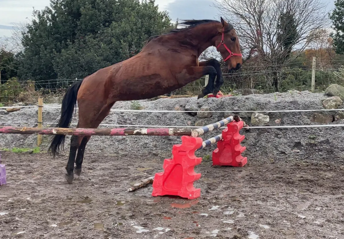 7yr old mare - Image 1