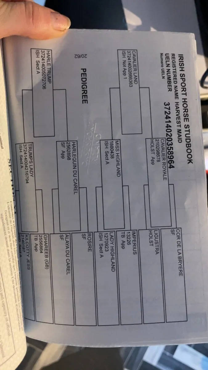 7yr old mare - Image 2