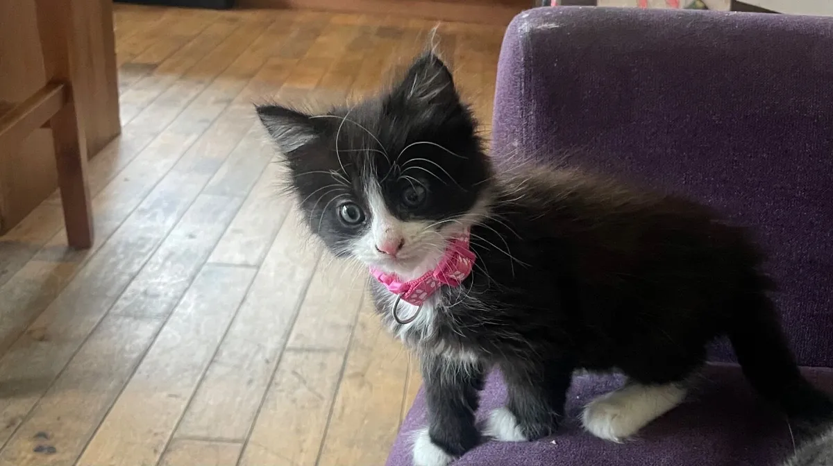 🐾 Sweet & Playful Norwegian Forest Cross Kittens - Image 2