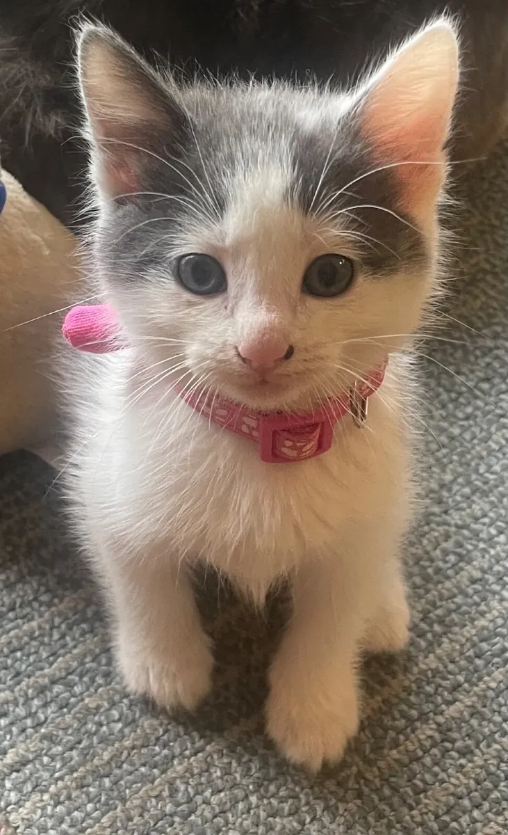 🐾 Sweet & Playful Norwegian Forest Cross Kittens - Image 3