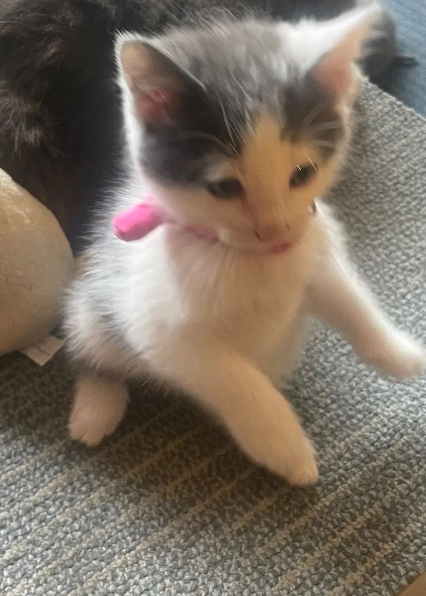 🐾 Sweet & Playful Norwegian Forest Cross Kittens - Image 4