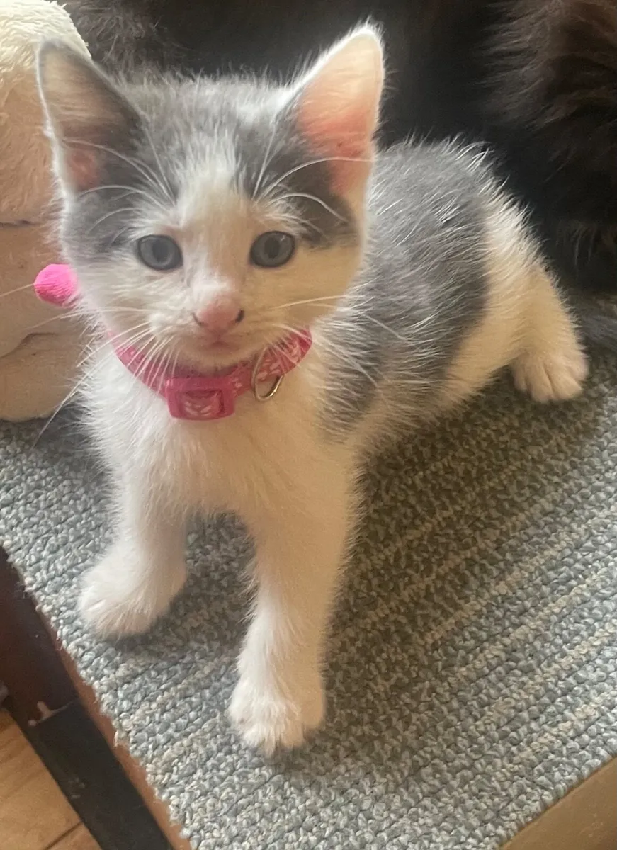 🐾 Sweet & Playful Norwegian Forest Cross Kittens - Image 1
