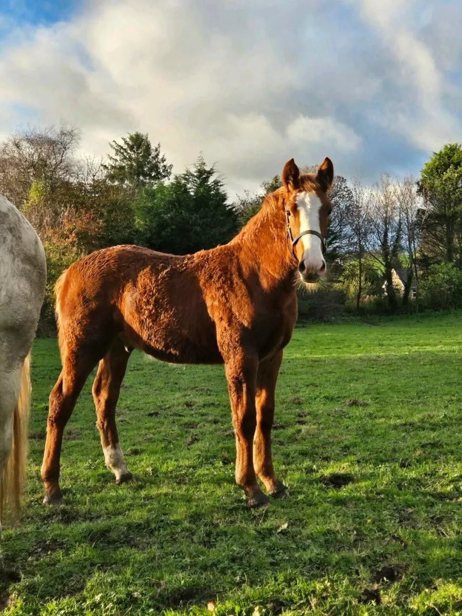 Irish draught colt - Image 2