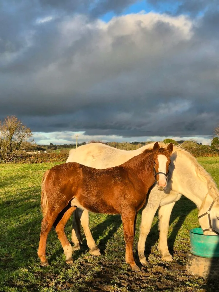 Irish draught colt - Image 3