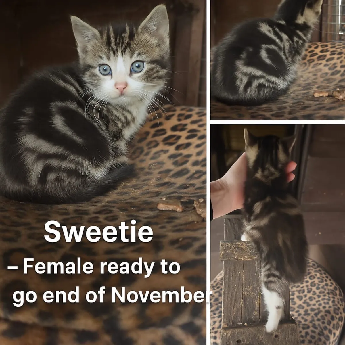 Catstrust adoption and protection. Rescued . - Image 1