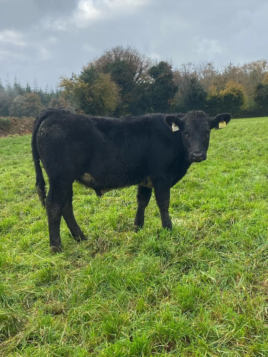 19 well shaped aubrac weanlings - Image 1