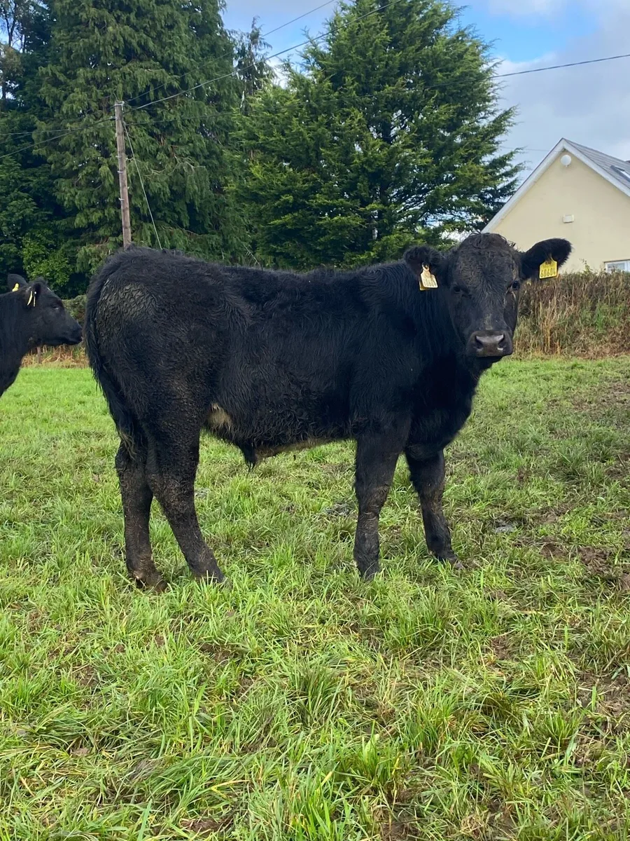 19 well shaped aubrac weanlings - Image 2
