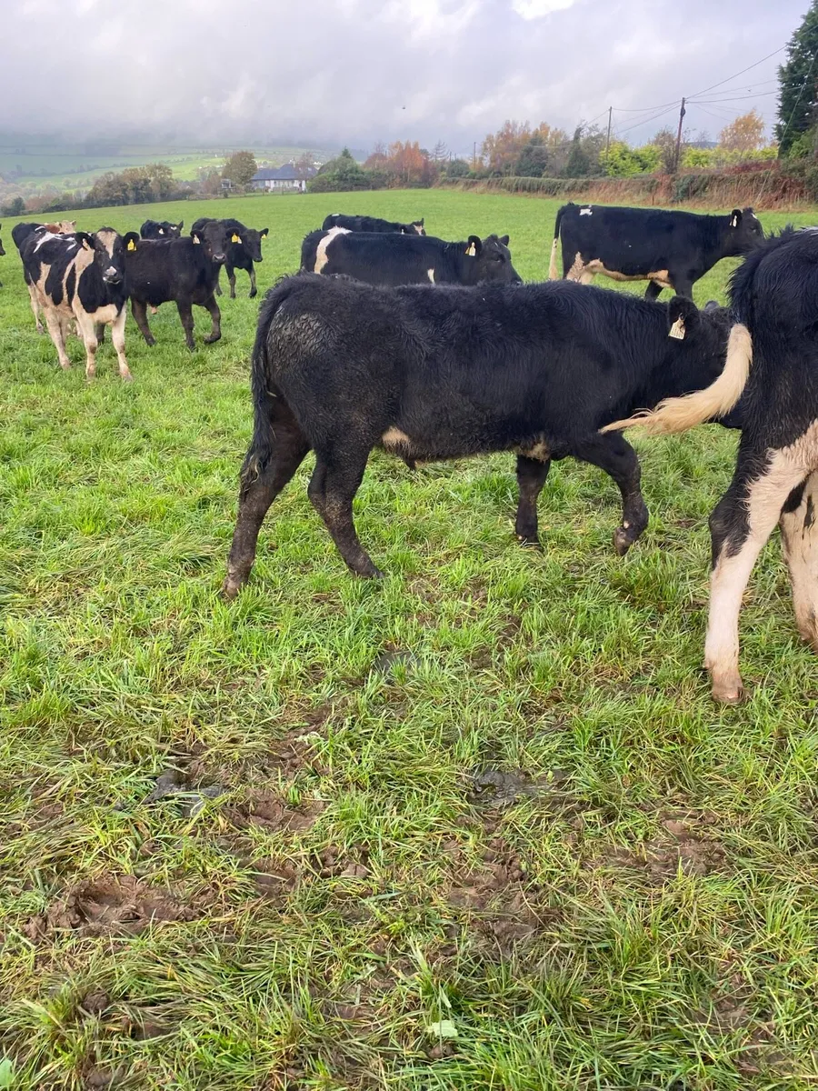19 well shaped aubrac weanlings - Image 3
