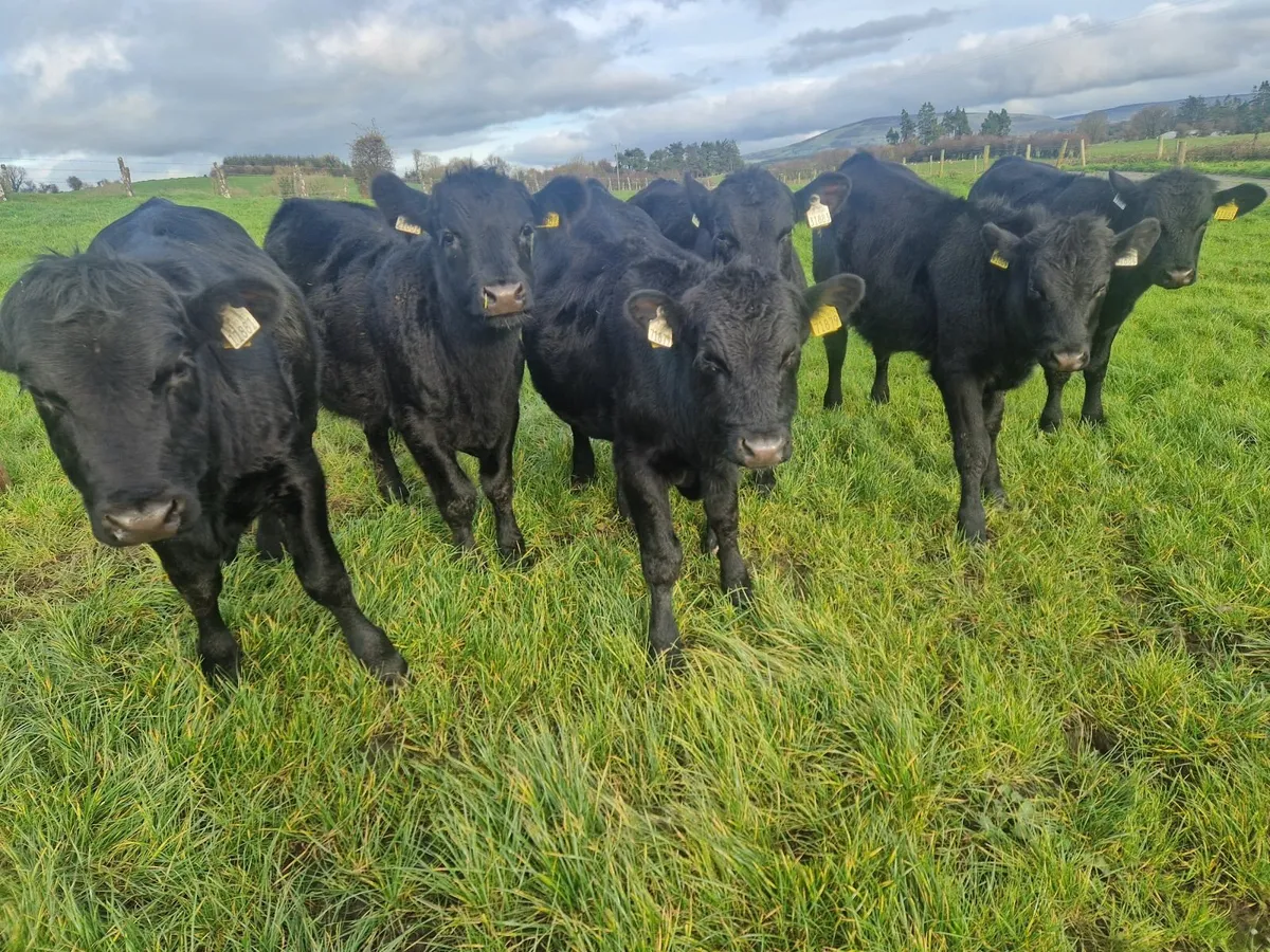 Aa weanlings - Image 1