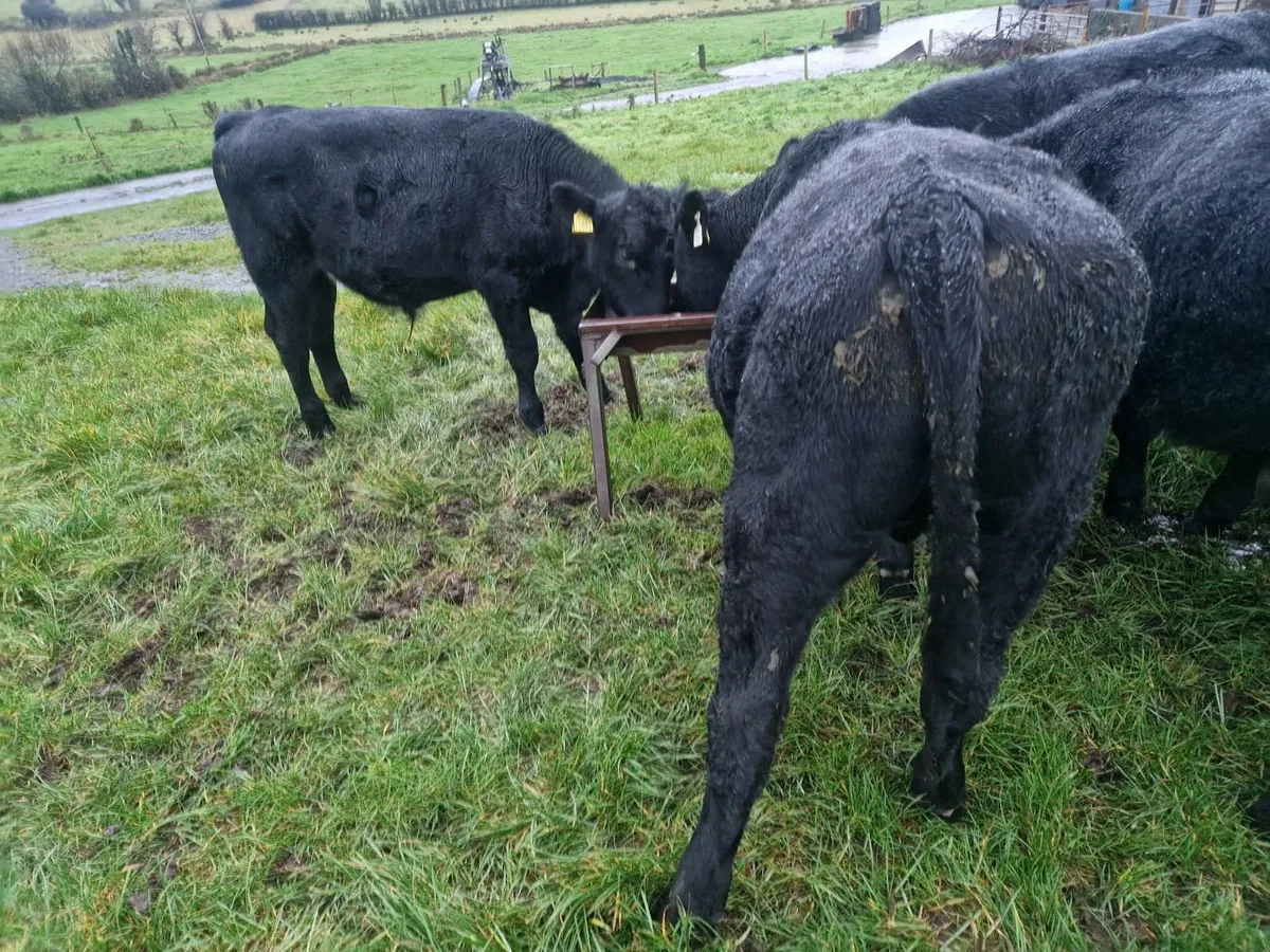 Aa weanlings - Image 2