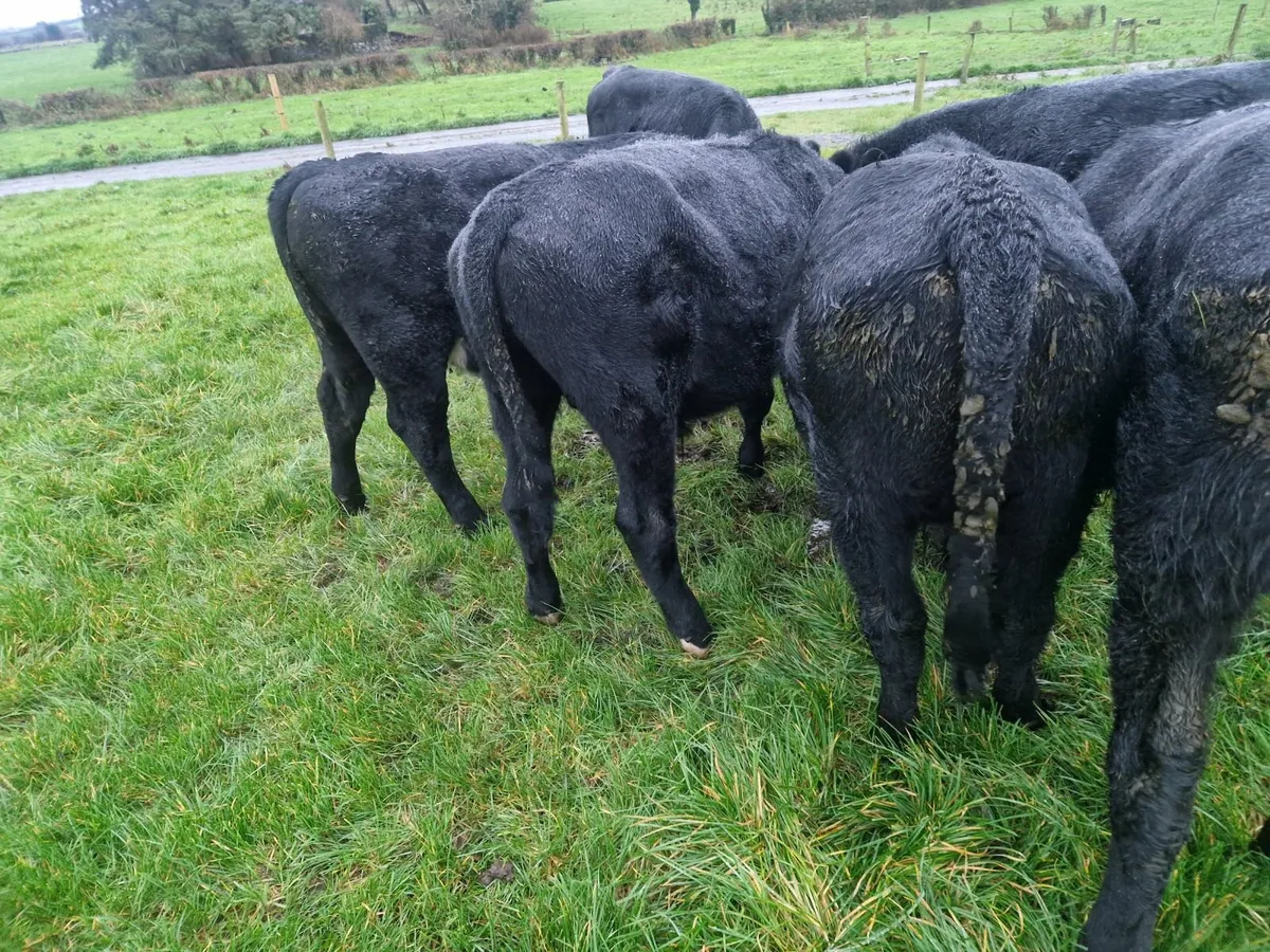 Aa weanlings - Image 3