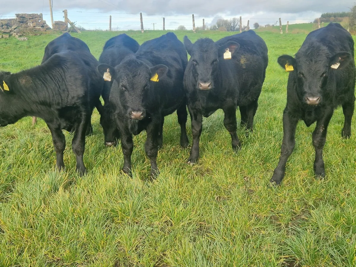 Aa weanlings - Image 4