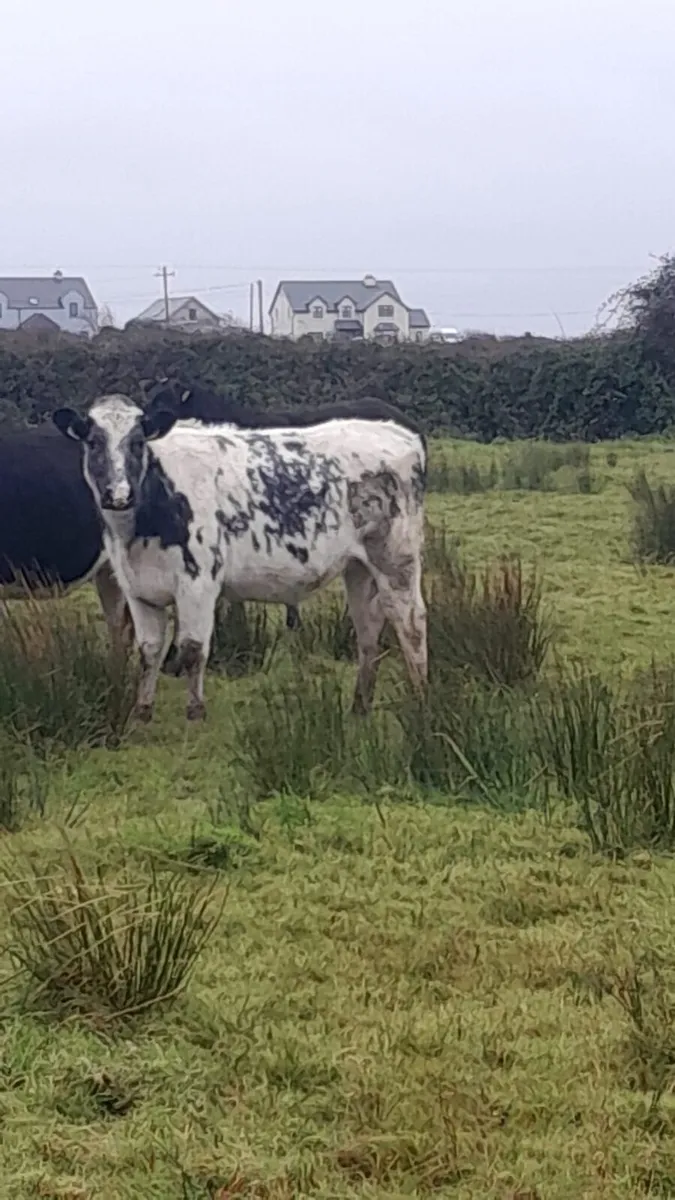 Belgium Blue 5 star heifers - Image 1