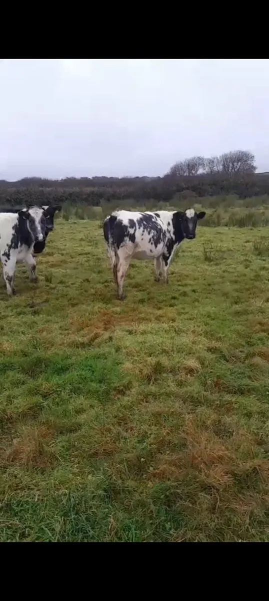 Belgium Blue 5 star heifers - Image 2