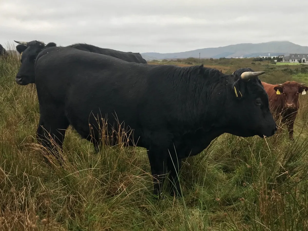 Organic Dexter cattle - Image 1