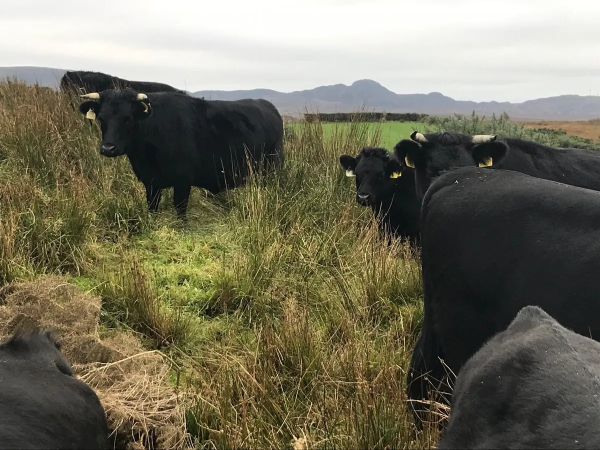 Organic Dexter cattle - Image 3