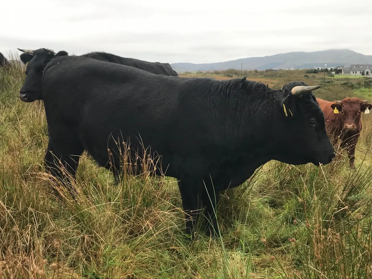 Organic Dexter cattle - Image 4