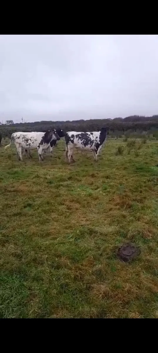 Belgium Blue 5 star heifers - Image 3