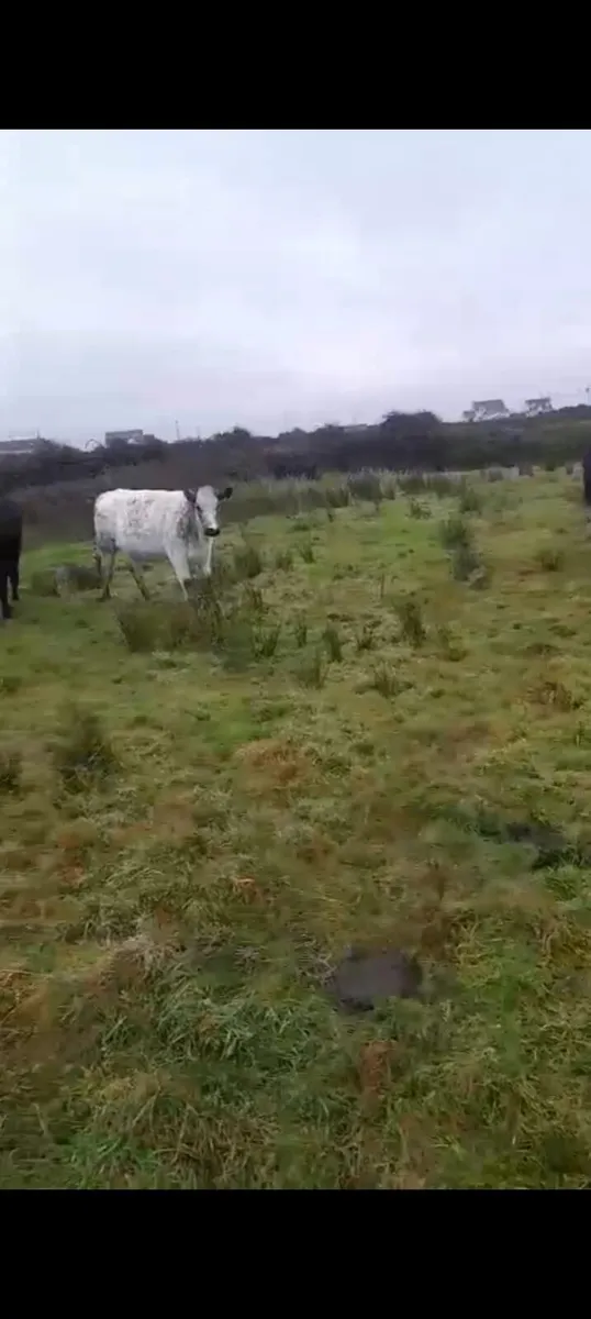 Belgium Blue 5 star heifers - Image 4