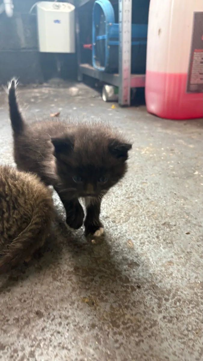 Kittens - Image 2