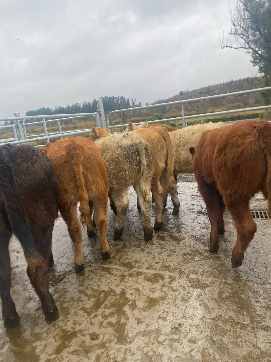 7 super heifer weanlings - Image 1