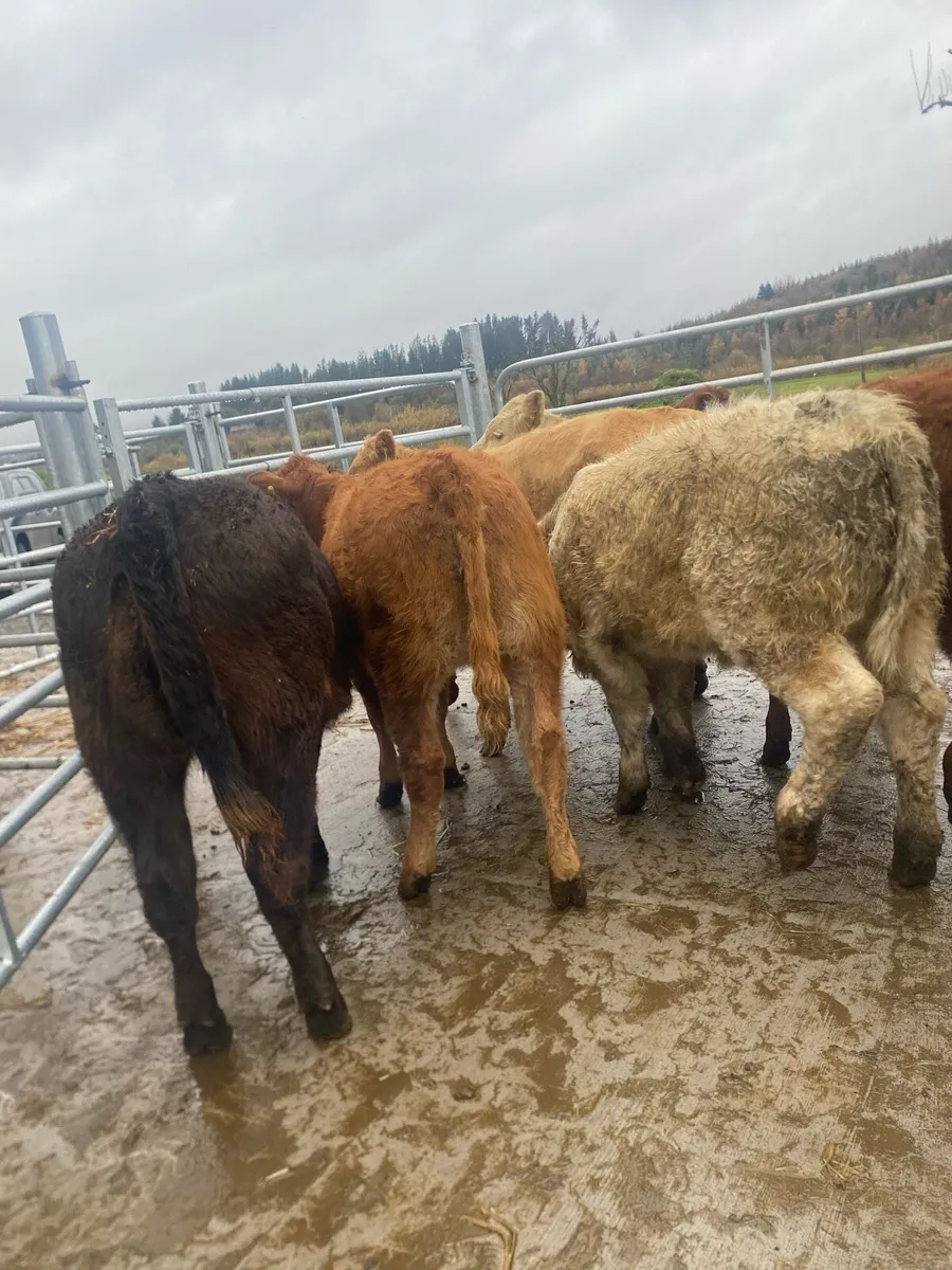 7 super heifer weanlings - Image 2