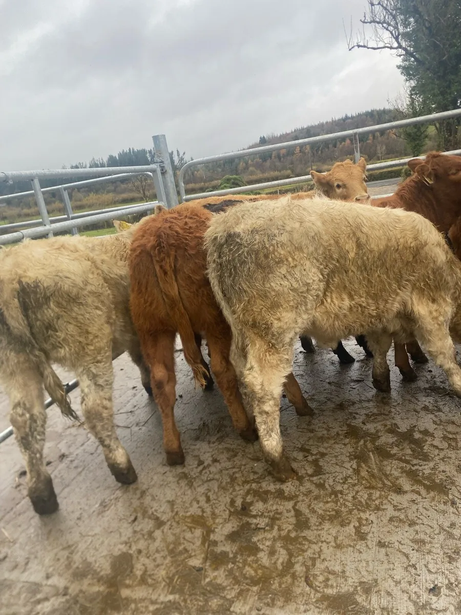 7 super heifer weanlings - Image 3