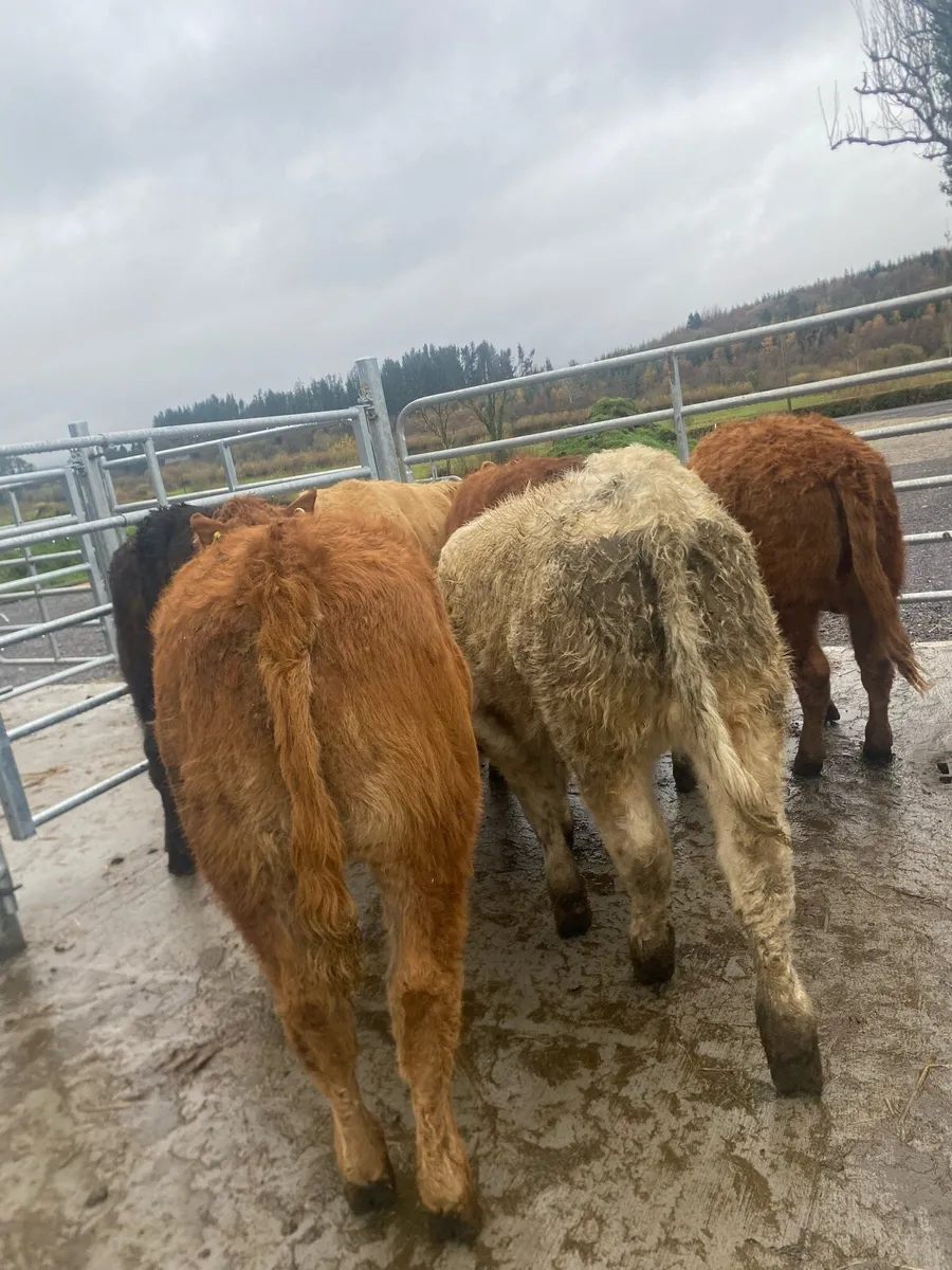 7 super heifer weanlings - Image 4