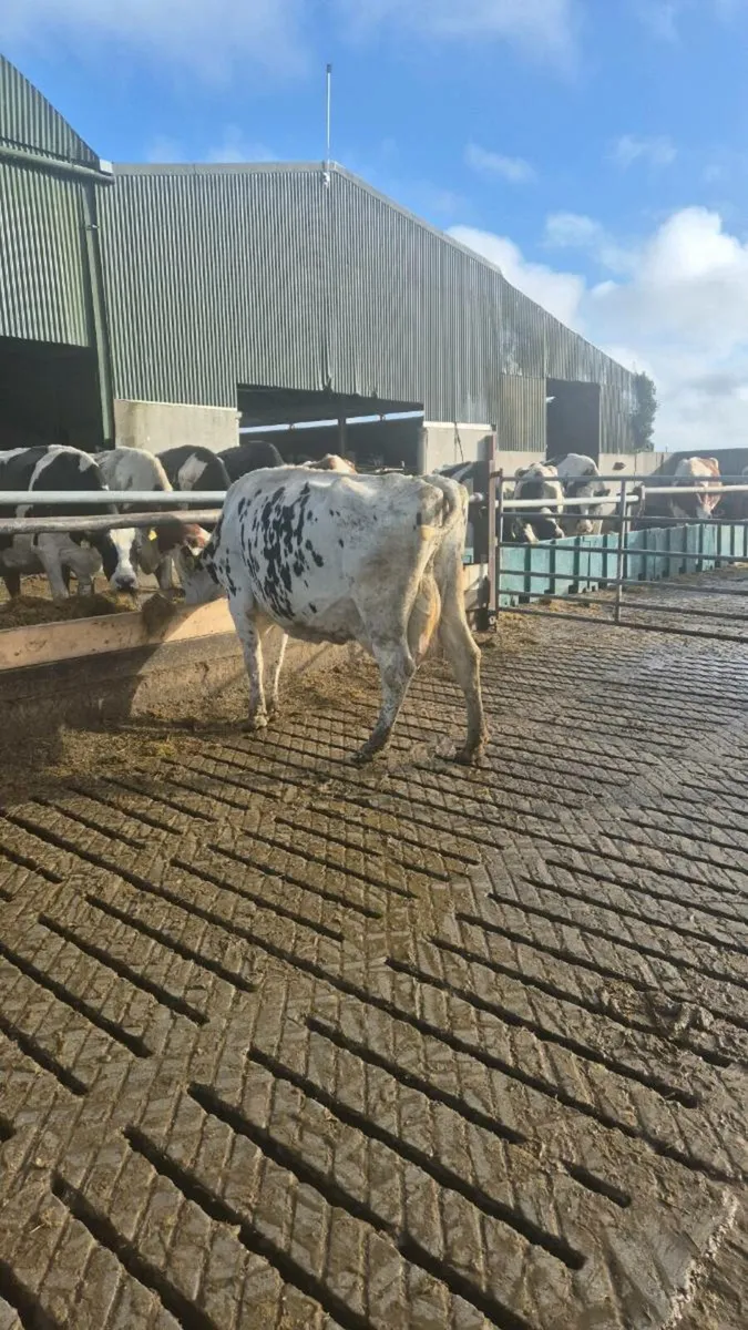 Dairy Cows - Image 1