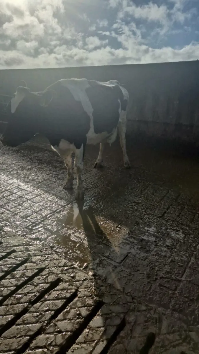 Dairy Cows - Image 2