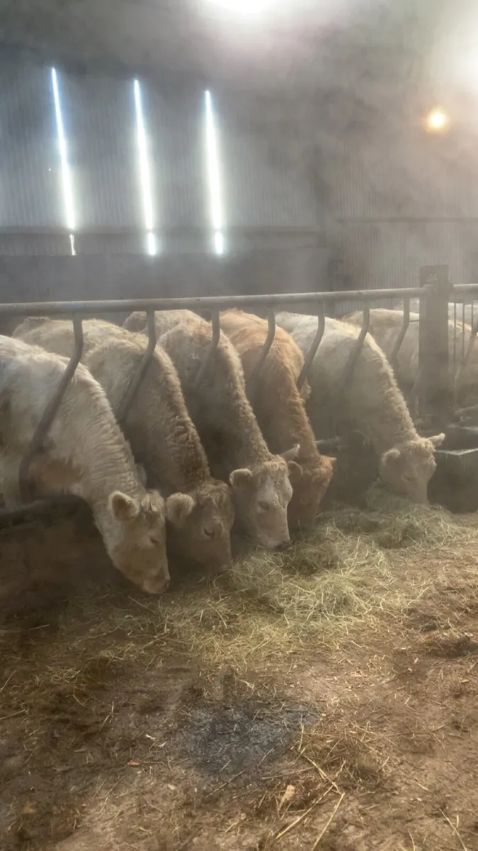 8 Charolais Heifers - Image 1